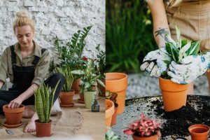 Για να αναπνέετε καλύτερα μέσα στο σπίτι σας: Αυτά είναι τα 5 καταλληλότερα φυτά
