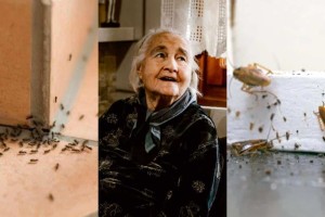 «Τετέλεσται» κατσαρίδες και μυρμήγκια: Το μυστικό της γιαγιάς για να τις στείλετε απο εκεί που ήρθαν