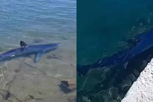 Φόβος και τρόμος με καρχαρία στην Μαρίνα της Γλυφάδας (video)