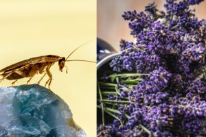 Ο Σπύρος Σούλης «σώζει» το καλοκαίρι μας: Αυτά είναι τα 5 φυτά που απωθούν τις κατσαρίδες από το σπίτι