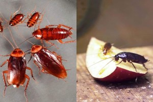 Κατσαρίδα «γιοκ» φέτος: Παραδοσιακό κόλπο για να απαλλαχτείς αυτό το καλοκαίρι