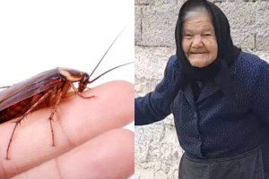 «Φόρμουλα» της γιαγιάς: Σπιτική συνταγή των παλιών εξαφάνιζε κατσαρίδες και μύγες στο λεπτό