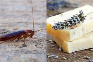 Κανονικό εντομοκτόνο: Το υπέρτατο κόλπο για να απαλλαγείτε από τις κατσαρίδες με 2 υλικά