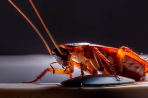 Κατσαρίδες στο σπίτι: Έτσι θα τις εξολοθρεύσετε μια για πάντα