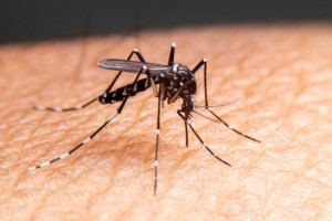 Μακριά και όχι αγαπημένοι: Έτσι θα απωθείς όλα τα κουνούπια