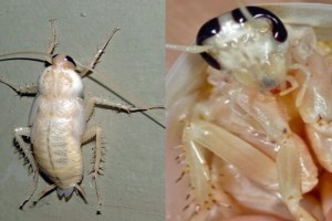 Λευκές κατσαρίδες στο σπίτι: Ποιοι είναι οι μεγάλοι κίνδυνοι και πως θα τις αντιμετωπίσετε;