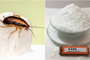 «Πονοκέφαλος» οι ιπτάμενες κατσαρίδες στο μπαλκόνι: Το μείγμα με τη μαγειρική σόδα και τη ζάχαρη θα τις εξαφανίσει στο λεπτό