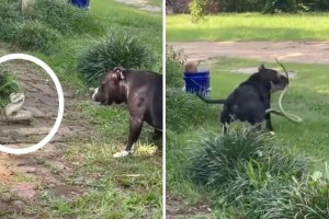 Μάχη μέχρι τελικής πτώσης: Σκύλος παλεύει με ένα φίδι για να σώσει το σπίτι του (video)