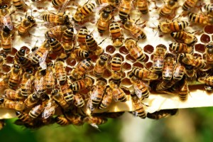 Μυτιλήνη: Επιβάτες ΙΧ δέχτηκαν επίθεση από σμήνος μελισσών - Χωρίς τις αισθήσεις του ένας από αυτούς