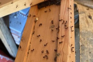 5 φυσικά εντομοαπωθητικά για την καταπολέμηση των μυρμηγκιών