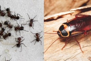 Δαιμόνιο κόλπο για να απαλλαγείς από τους απρόσκλητα έντομα στο σπίτι