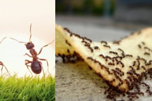 Μυρμήγκια: Εξαφανίστε τα για πάντα από το σπίτι- Αυτοί είναι οι φυσικοί τρόποι που θα σας λύσουν τα χέρια