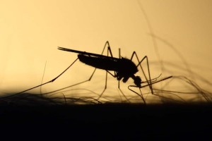 Προσοχή στα κουνούπια που μεταδίδουν τον ιό του Δυτικού Νείλου - Τα μέτρα προφύλαξης του ΕΟΔΥ