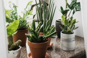 Θα αλλάξει το σπίτι σας: 2+1 φυτά για να το αναβαθμίσετε 