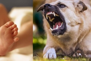 Σοκ στη Νέα Σμύρνη: Σκύλος δάγκωσε βρέφος 11 μηνών