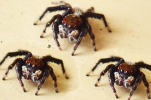 Αράχνες: Ακόμα και αν τις φοβάστε μην τις σκοτώσετε στο σπίτι - Υπάρχει σημαντικός λόγος