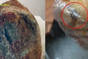 Σχολικά γεύματα: Νέες σοκαριστικές καταγγελίες για σάντουιτς με κατσαρίδες και μουχλιασμένο ψωμί (video)