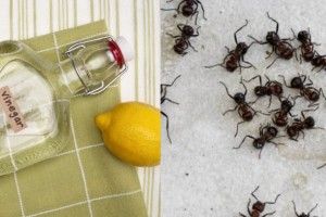 Εξόντωση στο πι και φι: 4 tips για να εξαφανίσετε τα μυρμήγκια μια για πάντα