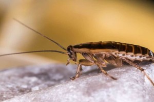 «Καπούτ» οι κατσαρίδες: Η σπιτική συνταγή που υπόσχεται να τις εξαφανίσει στο λεπτό