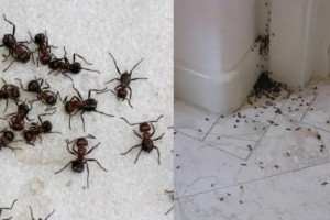 Μυρμήγκια τέλος: Το κόλπο της γιαγιάς που  εξαφανίζει και το τελευταίο ανεπιθύμητο επισκέπτη