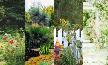 10 φυτά φράχτες για τον κήπο σας - Έτσι θα κρατήσετε μακριά τα αδιάκριτα βλέμματα!