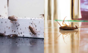 Φωλιά με κατσαρίδες στο σπίτι την Άνοιξη: Πως να την βρείτε και να απαλλαγείτε για πάντα