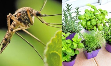 5 Φυτά θαύμα: Διώχνουν τα κουνούπια και μυρίζουν υπέροχα