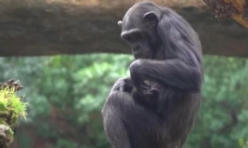 Όταν η φύση σπάει καρδιές: Χιμπατζίνα πενθεί το νεκρό μωρό της κουβαλώντας το επί μήνες στην αγκαλιά της (video)