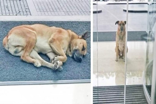 Ένα θλιμμένο αδέσποτο σκυλάκι κάθονταν έξω από το ξενοδοχείο της για 6 ολόκληρους μήνες -  Μόλις καταλάβετε ποιον περίμενε, θα  ξεσπάσετε  σε δάκρυα.