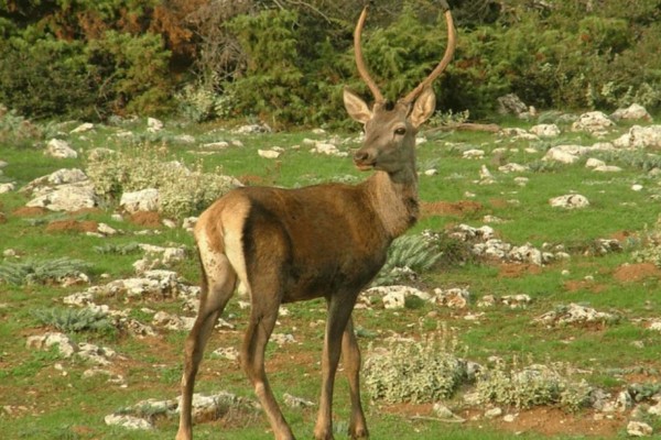 Τραγωδία: Κυνηγός σκοτώθηκε από ελάφι την ώρα που το τάιζε