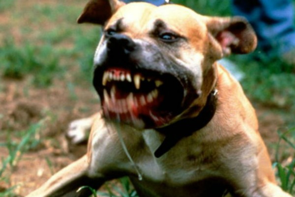 Τραγωδία: Σκυλιά κατασπάραξαν 58χρονη γυναίκα