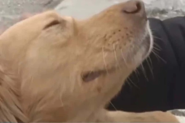 Ελασσόνα: Σκύλος - ήρωας διαισθάνθηκε τον σεισμό και έσωσε μία οικογένεια - 