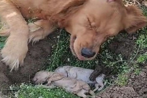 Σπαρακτικό βίντεο: Σκυλίτσα έχασε στη γέννα τα μικρά της - Κλαίει πάνω από τον λάκκο που έσκαψε και δεν τα αποχωρίζεται με τίποτα!