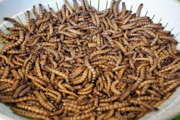 Ποιο έντομο μπορεί να καταναλωθεί ως τρόφιμο από τους Ευρωπαίους;