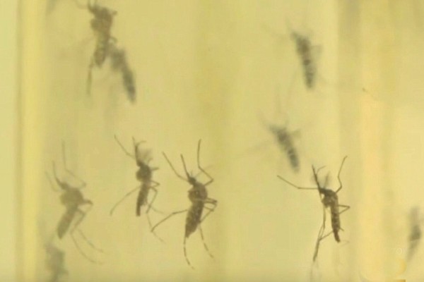 Εξαφανίστε άμεσα κουνούπια, μύγες και κατσαρίδες από το σπίτι σας με αυτό το φυσικό εντομοαπωθητικό!