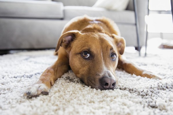 4+1 σοβαρές ασθένειες που μπορούν να εντοπίσουν οι σκύλοι