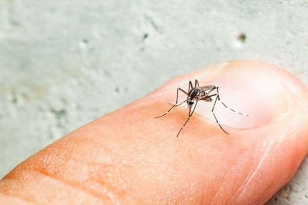 Κουνούπια: 6+1 λόγοι που τσιμπούν συγκεκριμένα άτομα -  Αυτό είναι το καλλυντικό που θα σταματήσει το τσίμπημα