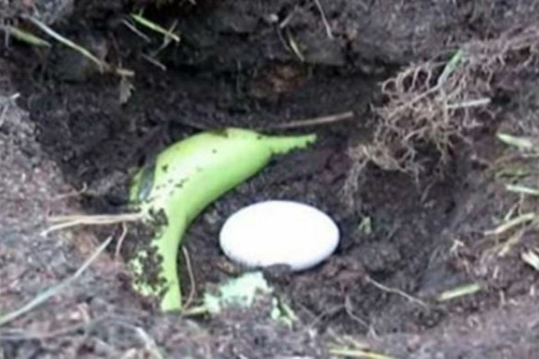 Έβαλε μια μπανάνα δίπλα σε ένα αυγό και τα σκέπασε με χώμα. Το αποτέλεσμα θα σας εντυπωσιάσει (Video)