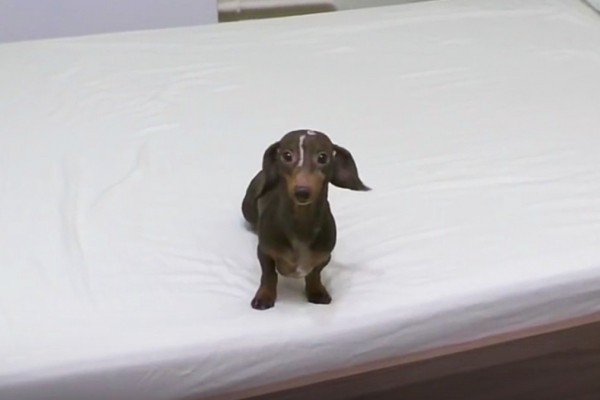 Έδωσε εντολή στον σκύλο του να μην ανέβει στο κρεβάτι - Αυτό που κατέγραψε η κάμερα θα σας κάνει να ξεκαρδιστείτε! (Video)