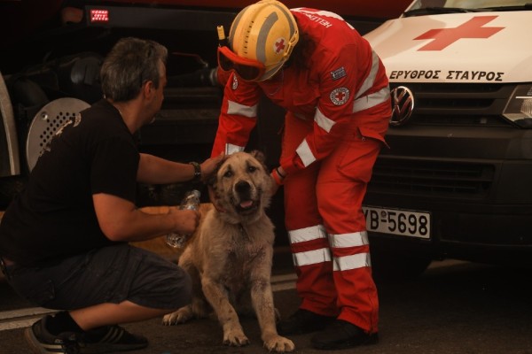 Φωτιά Βαρυμπόμπη: Συγκινούν οι προσπάθειες πυροσβεστών και κατοίκων να σώσουν τα ζωάκια 