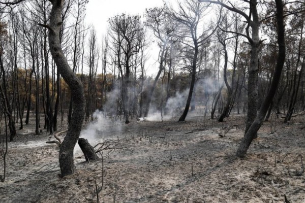 Φωτιά στη Βαρυμπόμπη: Η ΒΙΑΝΕΞ αναλαμβάνει την αναδάσωση της περιοχής