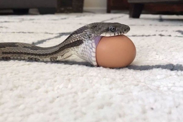 Ανατριχιαστικό: Φίδι καταπίνει ολόκληρο αυγό κότας! (video)