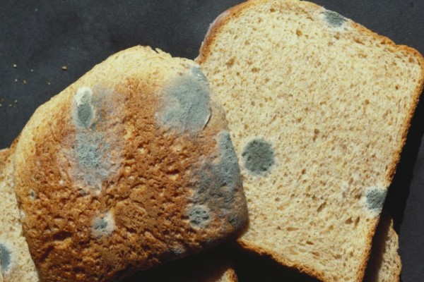 Δείτε γιατί ΔΕΝ πρέπει να αφαιρείτε τη μούχλα από το ψωμί
