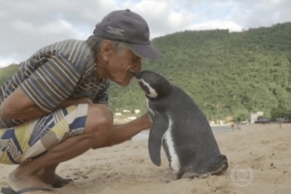 Απίστευτο! Πιγκουίνος κολυμπά 8.000 χιλιόμετρα κάθε χρόνο για να αγκαλιάσει τον ψαρά που του έσωσε τη ζωή!