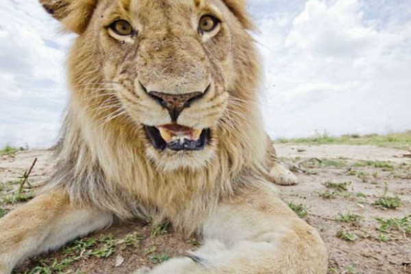 Έβαλαν κρυφή κάμερα για να ελέγξουν το λιοντάρι. Αυτό που είδαν μετά τους άφησε άφωνους!