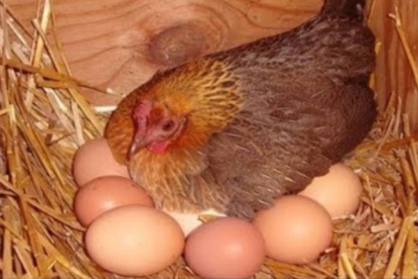 Το μυστικό της γιαγιάς για να γεννάνε ασταμάτητα οι κότες σας αυγά