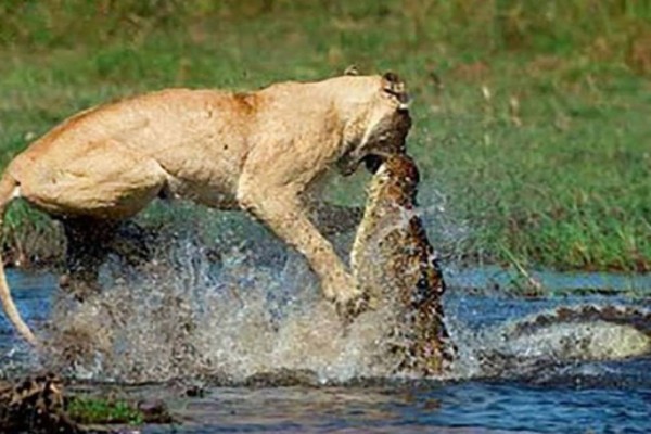 Μάχη μέχρι θανάτου: Κροκόδειλος επιτίθεται σε λιοντάρι και… Αντέχεις να το δεις;