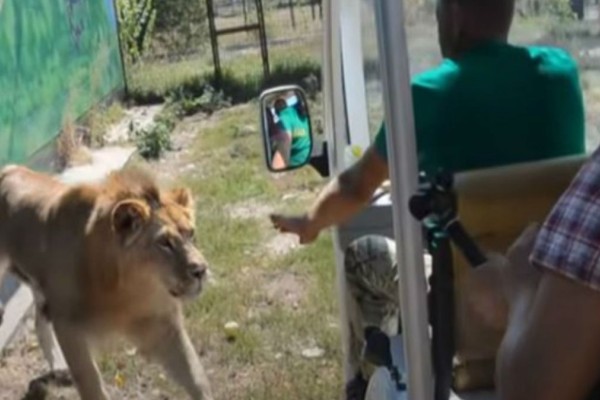 Έκαναν βόλτα στο ζωολογικό κήπο όταν ξαφνικά εμφανίστηκε ένα λιοντάρι και...