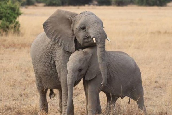 Ελέφαντες επανασυνδέονται ξανά μετά από 22 χρόνια και γίνονται viral