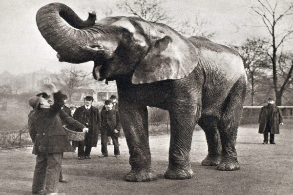 Αυτή είναι η αληθινή ιστορία του Ντάμπο το ελεφαντάκι